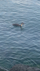 Podiceps cristatus