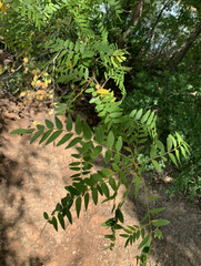 Gleditsia triacanthos