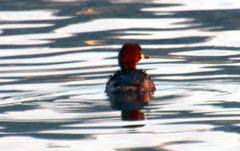 Tachybaptus ruficollis