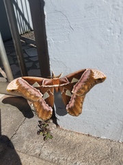 Rothschildia speculifer