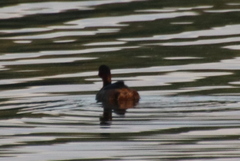 Tachybaptus ruficollis