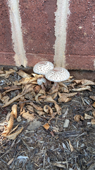 Leucoagaricus americanus