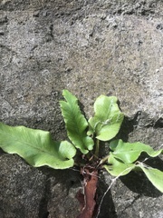 Asplenium scolopendrium