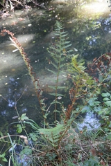 Athyrium filix-femina