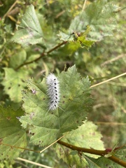 Lophocampa caryae