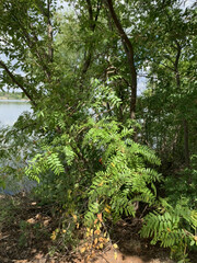 Gleditsia triacanthos