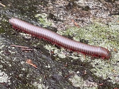 Narceus americanus