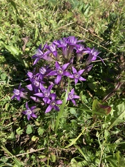 Gentianella germanica