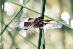 Libellula luctuosa