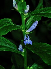Lobelia siphilitica — photo 3