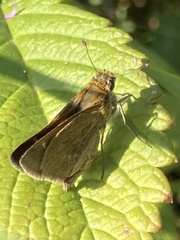 Polites themistocles