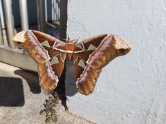 Rothschildia speculifer