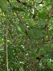 Vitis vulpina