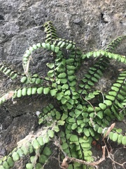 Asplenium trichomanes