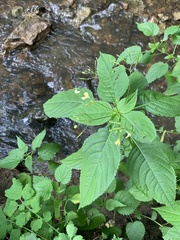 Impatiens parviflora