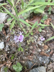 Lespedeza procumbens