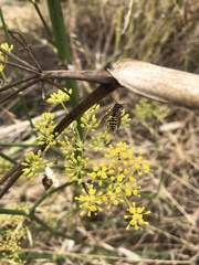Polistes dominula
