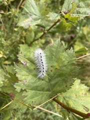 Lophocampa caryae