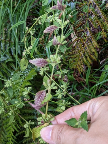 Image of Small-Flowered Melissa (Melissa axillaris) by (c) Kiwi Shen, some rights reserved (CC BY)