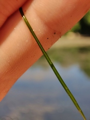Potamogeton