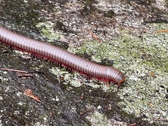 Narceus americanus