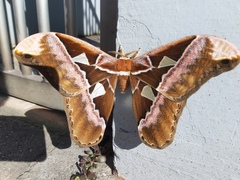 Rothschildia speculifer