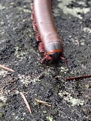 Narceus americanus
