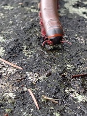 Narceus americanus