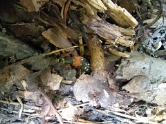 Staphylinus erythropterus