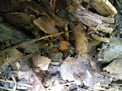 Staphylinus erythropterus