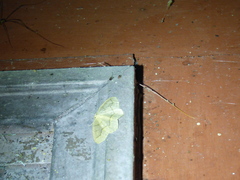 Lambdina fiscellaria