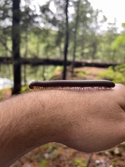 Narceus americanus