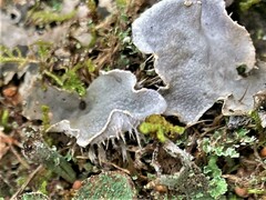 Peltigera canina