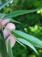 Salix alba