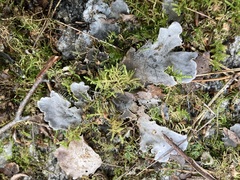 Peltigera canina