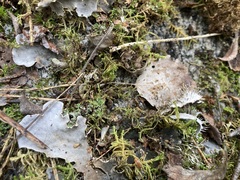 Peltigera canina