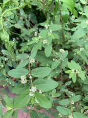 Euphorbia hypericifolia