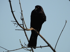 Molothrus oryzivorus