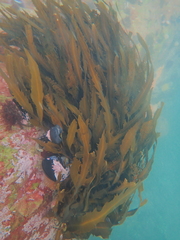 Anthophycus longifolius