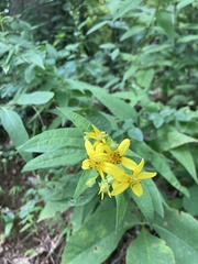 Helianthus strumosus