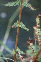 Athyrium filix-femina