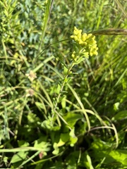 Solidago