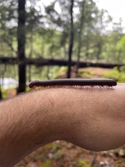 Narceus americanus