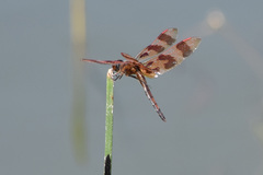 Celithemis eponina