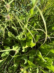 Solidago