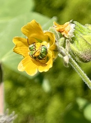 Agapostemon
