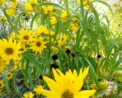 Helianthus maximiliani