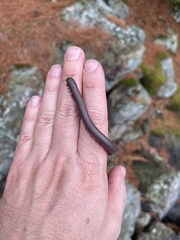 Narceus americanus