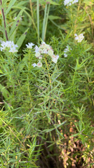 Pycnanthemum