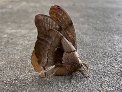 Antheraea polyphemus